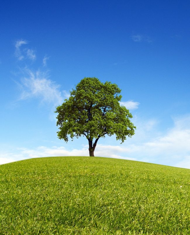 Direct Investing A Pathway to Family Stewardship